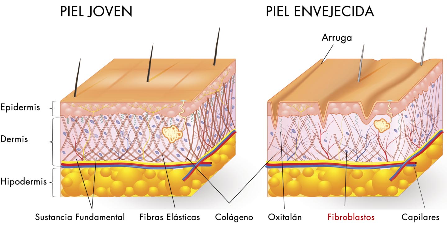 Fibroblastos Qu Son Funciones C Mo Se Estimulan X