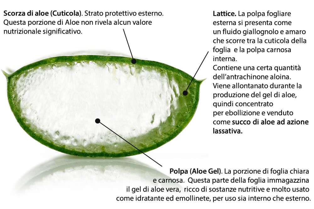 Aloe Foglia - Gel e Succo