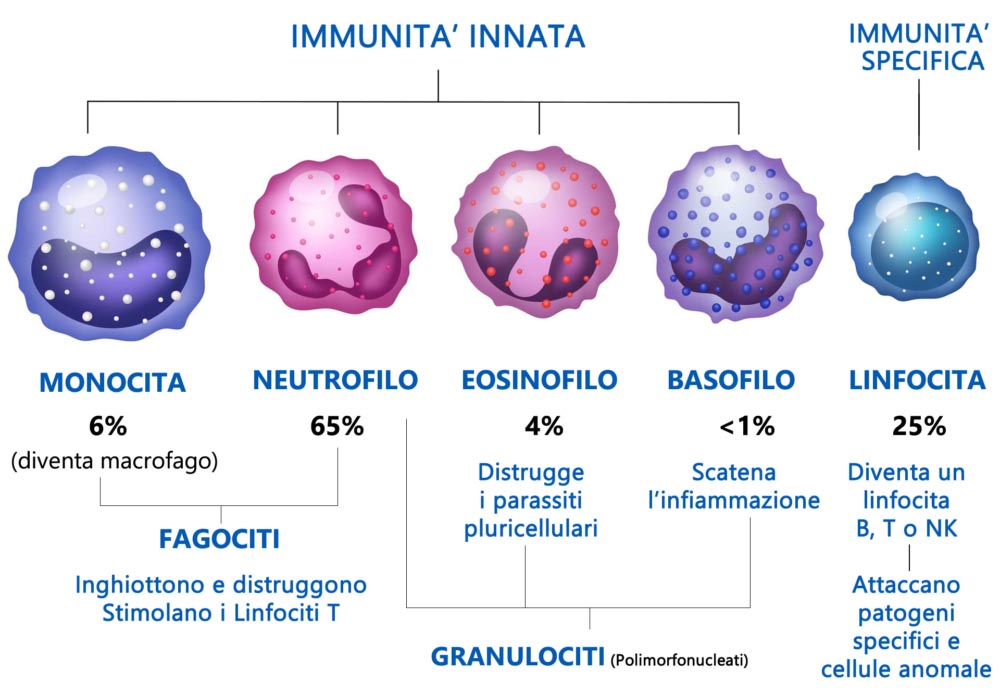 Sistema Immunitario Com'è Fatto Come Funziona X115® Sistema Immunitario Com'è Fatto Come Funziona X115®