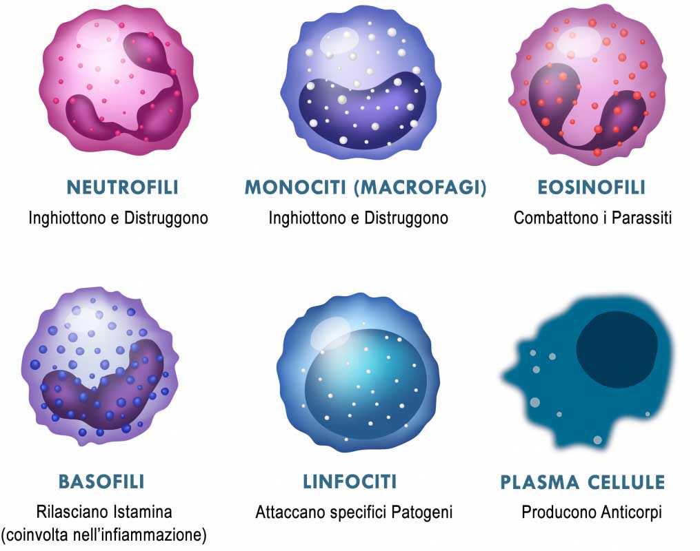 Il Sistema Che Riconosce Quel Che Una Persona Vale Sistema Immunitario | Com'è Fatto | Come Funziona | X115®