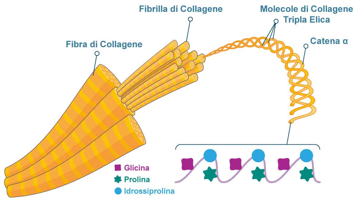 Struttura del collagene