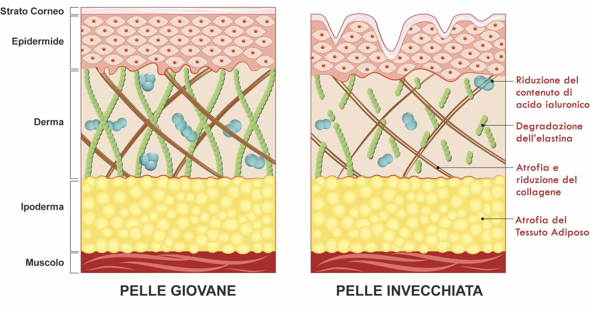 Invecchiamento Pelle - Elastina e Collagene