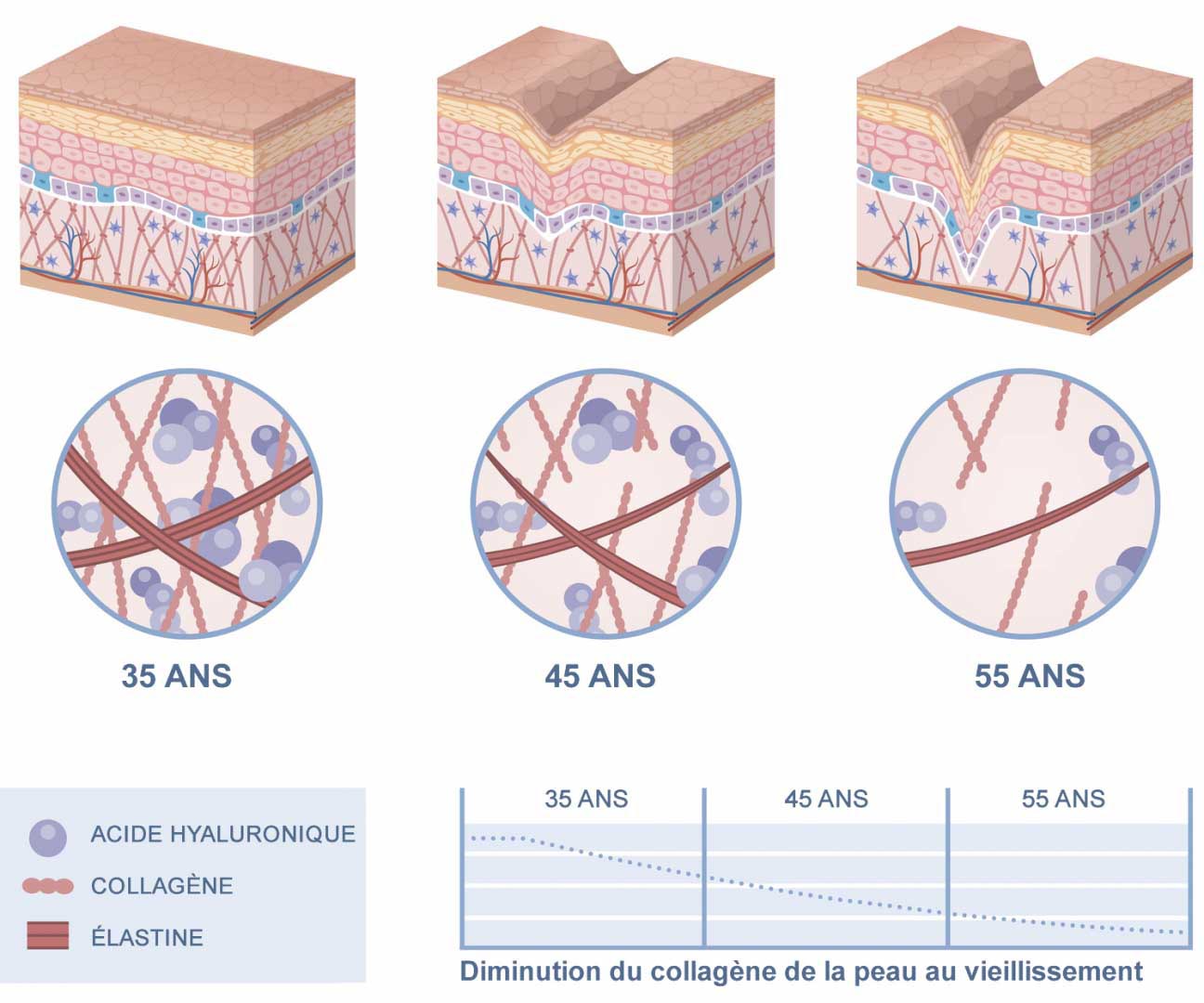 Le Collagene Marin Fait Il Grossir Collagène marin | Propriétés, Bienfaits | Effets sur la Peau | X115®
