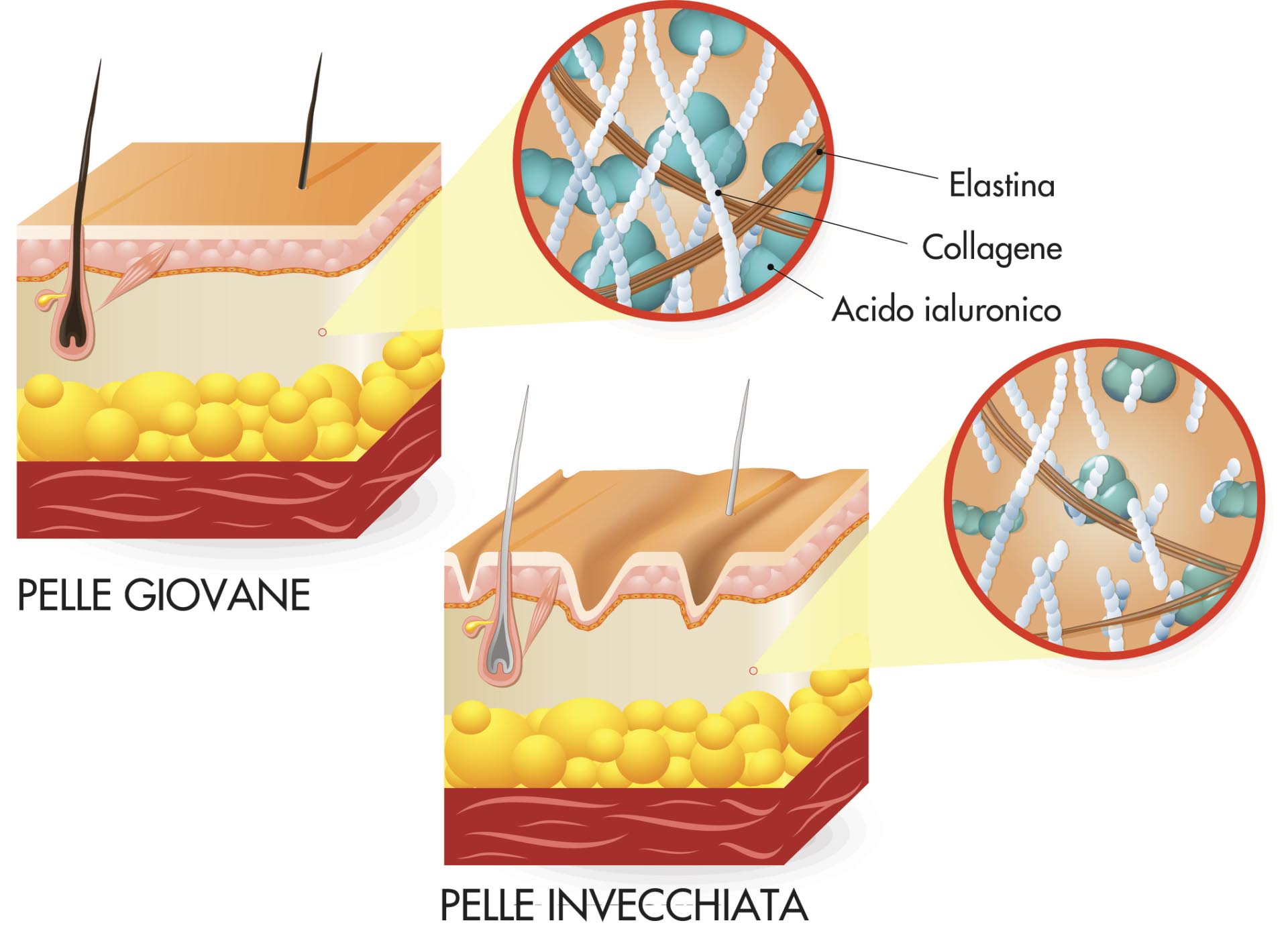 Collagene acido ialuronico pelle