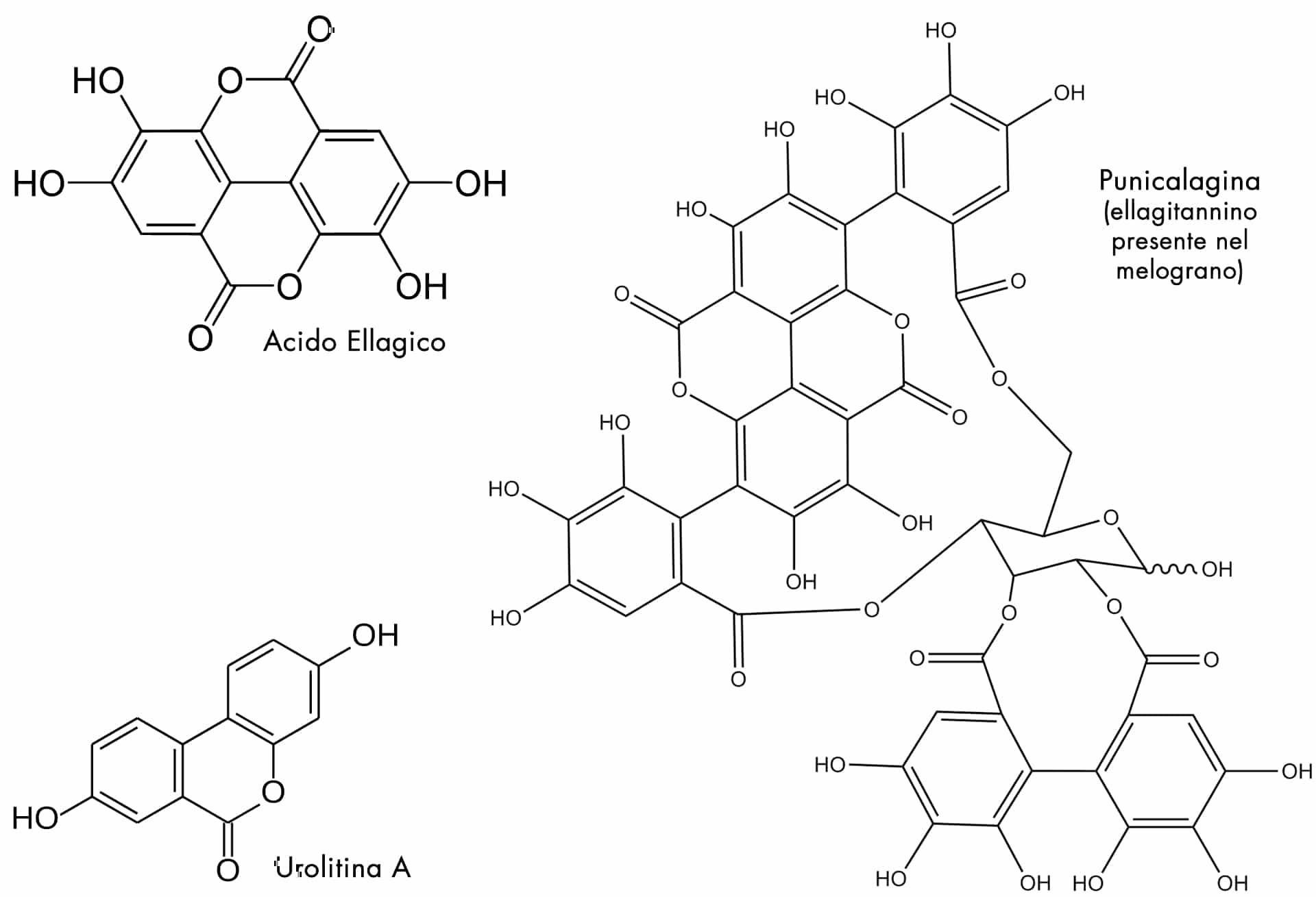 Acido Ellagico, Ellagitannini, Urolitina