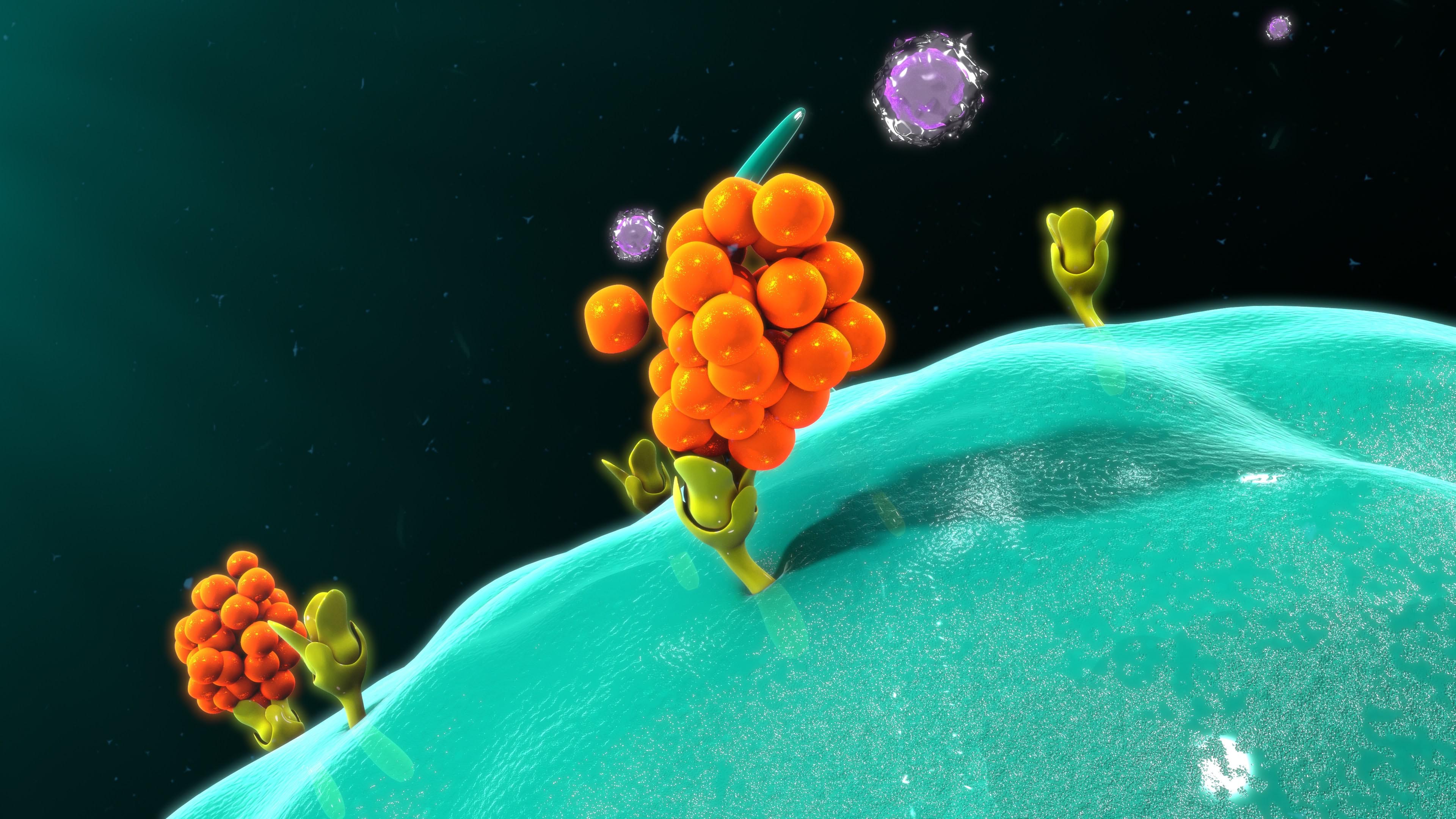 Infiammazione macrofago citochine sistema immunitario