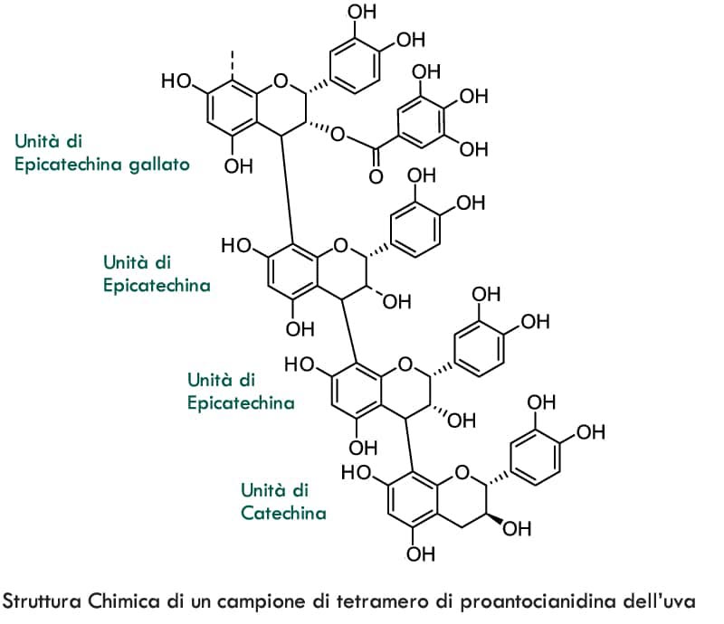 proantocianidina uva struttura chimica