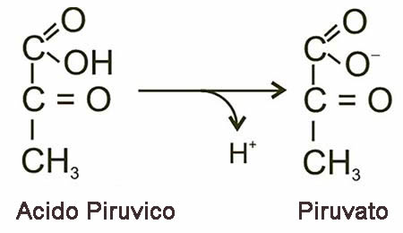 Acido Piruvico e Piruvato Differenze