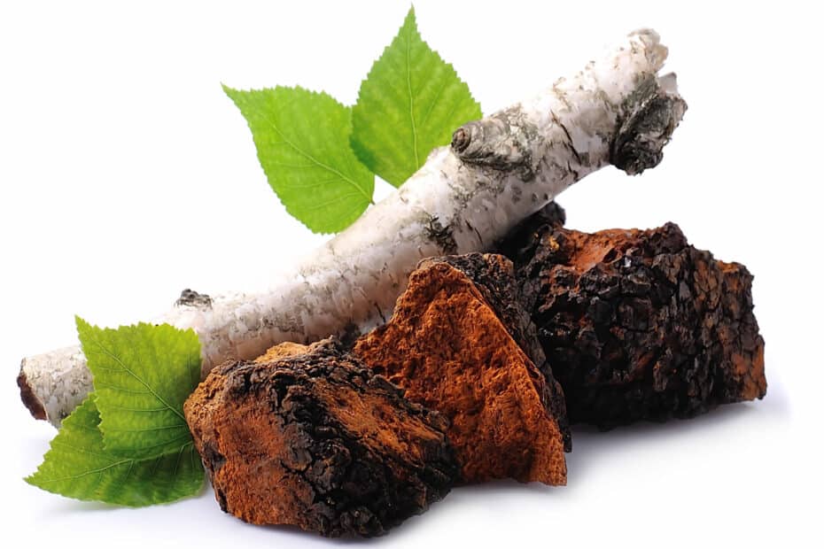 chaga