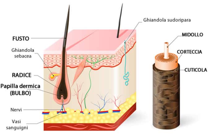 Anatomia capello