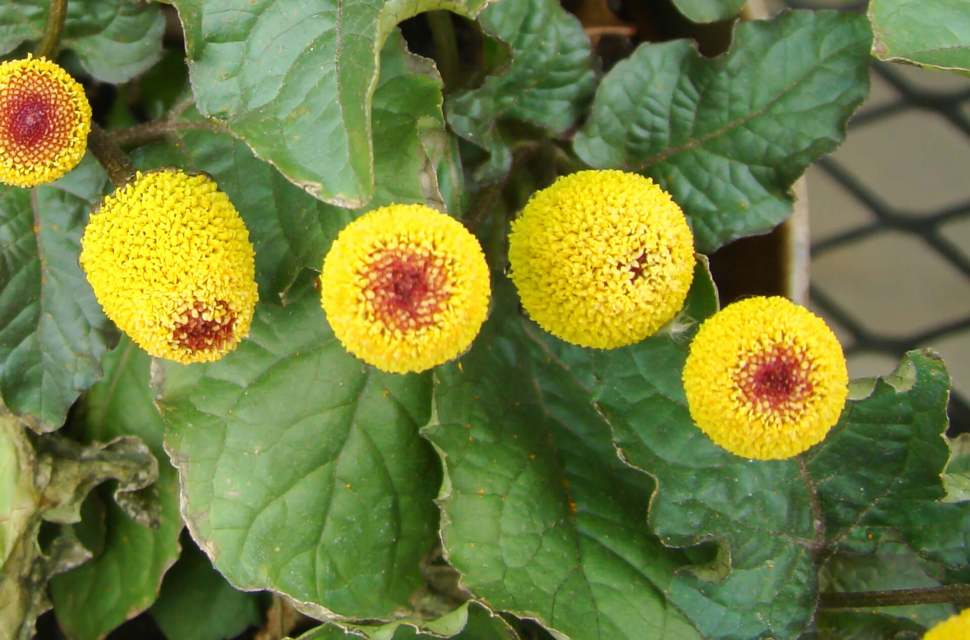 Acmella oleracea