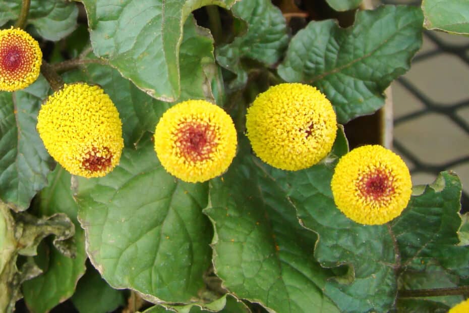 Acmella oleracea