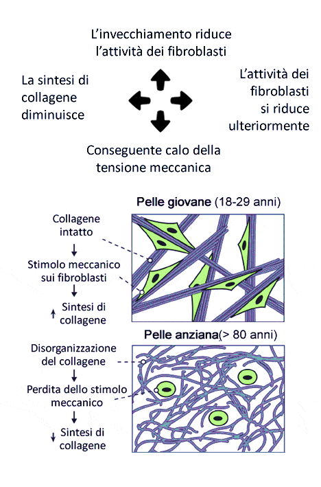 Invecchiamento fibroblasti collagene