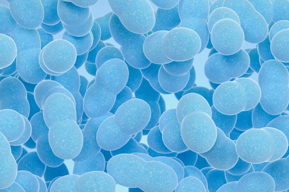 Saccharomyces Boulardii
