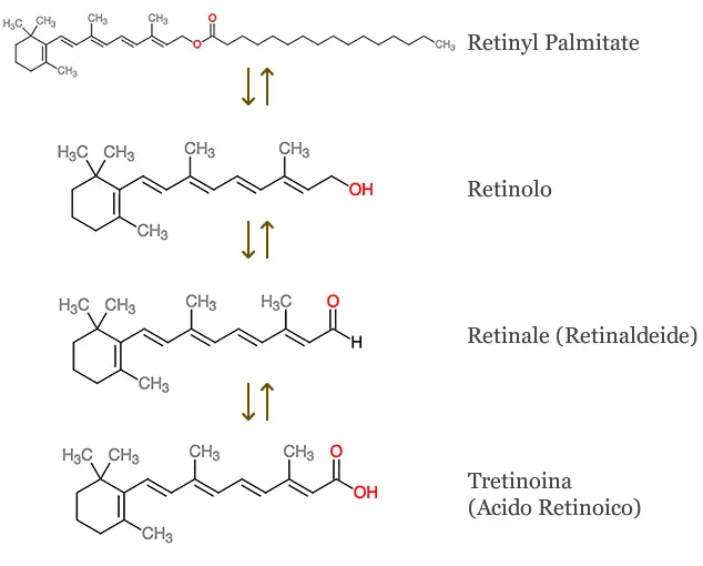 Retinyl Palmitate Trasformazione in Acido Retinoico
