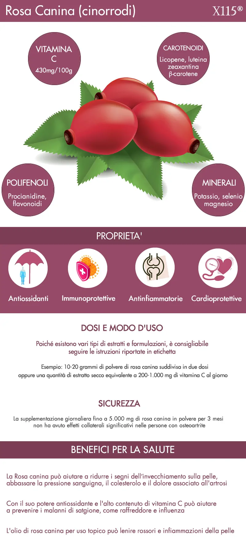 Rosa canina infografica