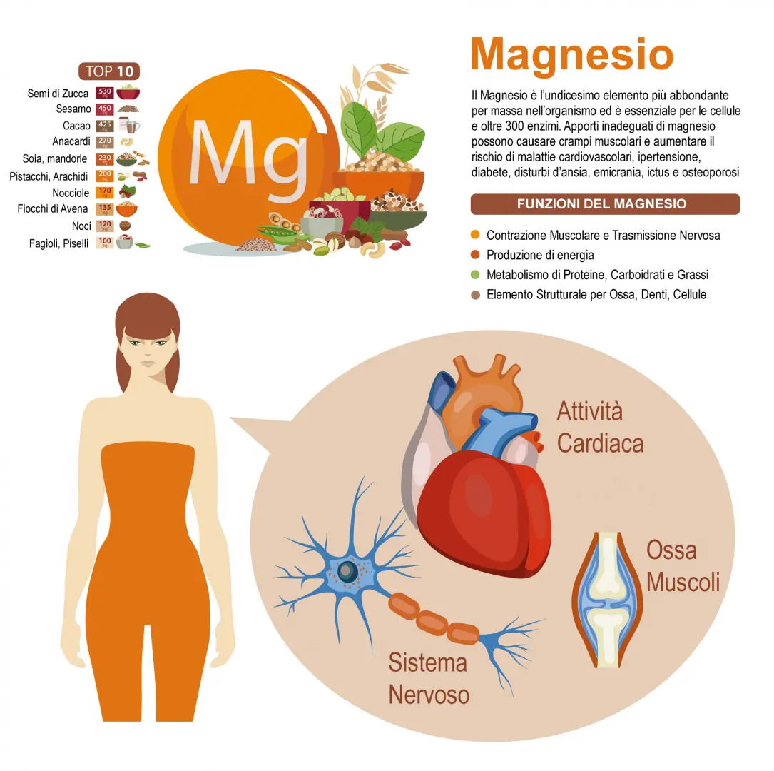 Funzioni del Magnesio