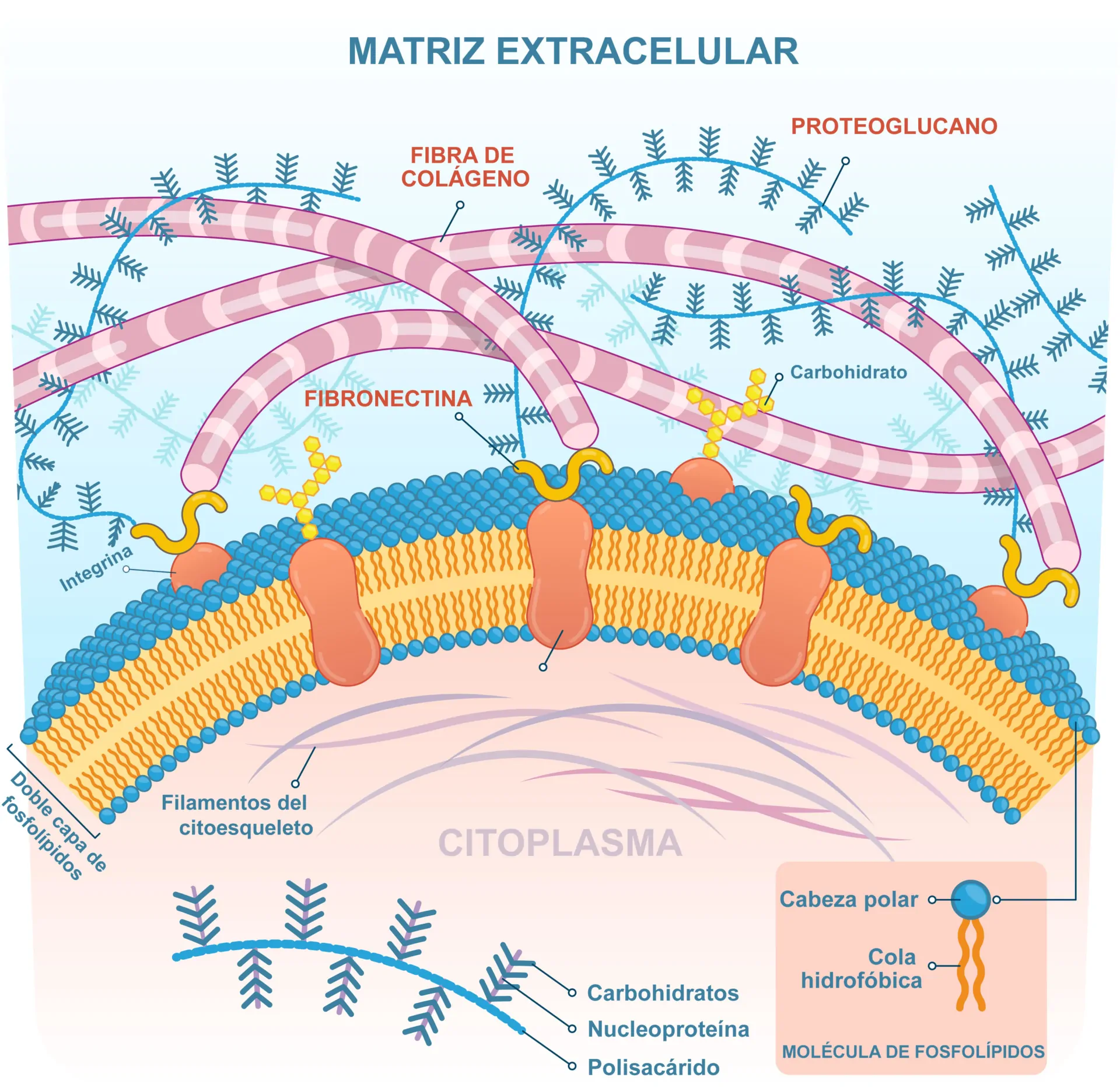 matriz extracellular
