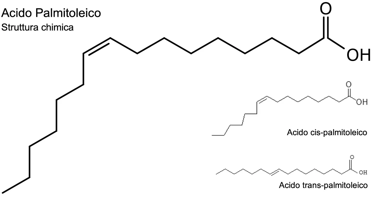 Acido Palmitoleico cis e Trans, Struttura Chimica
