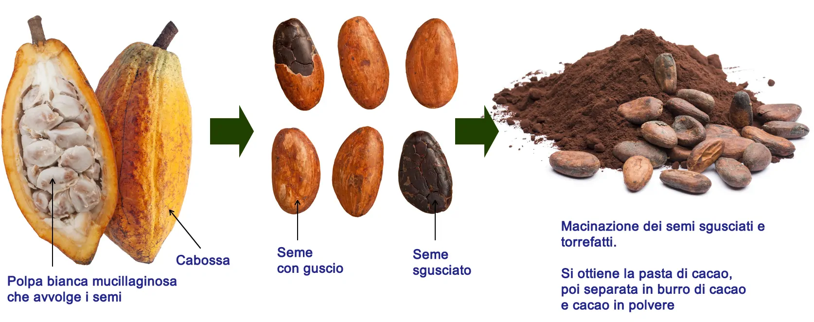 Cacao Cabosse Semi