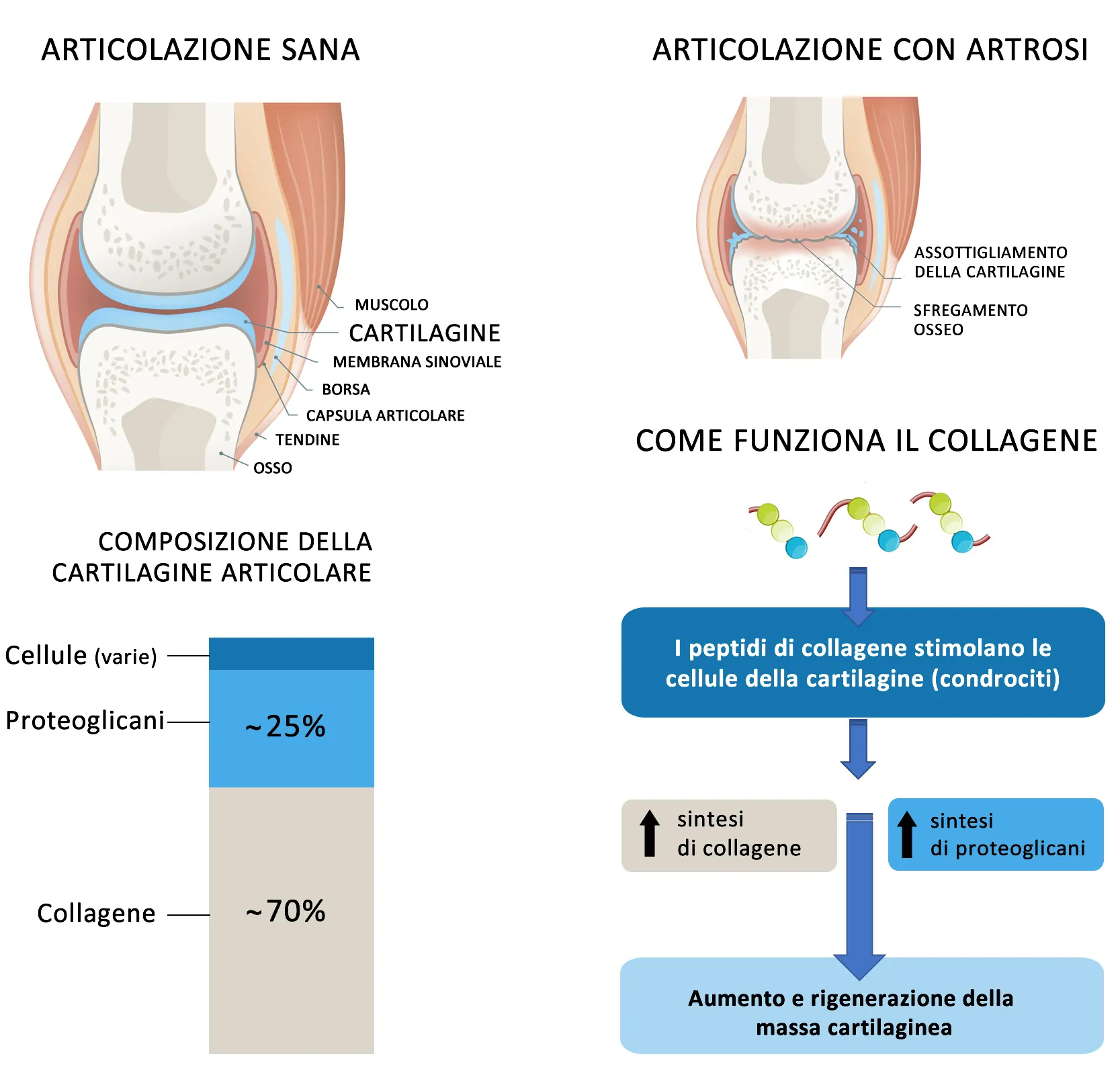Collagene per Cartilagine e Artrosi