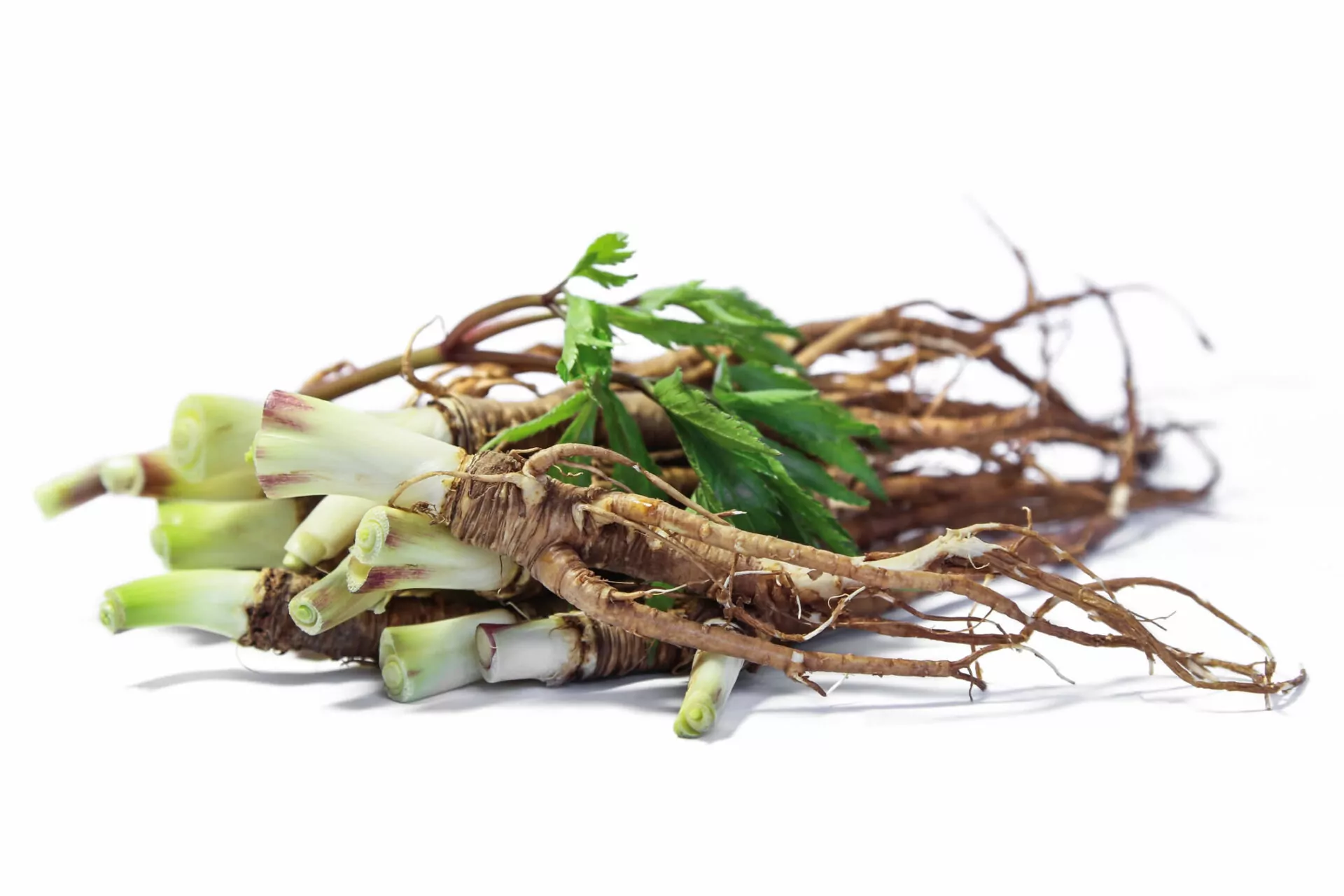 Dong Quai - Angelica sinensis Radice