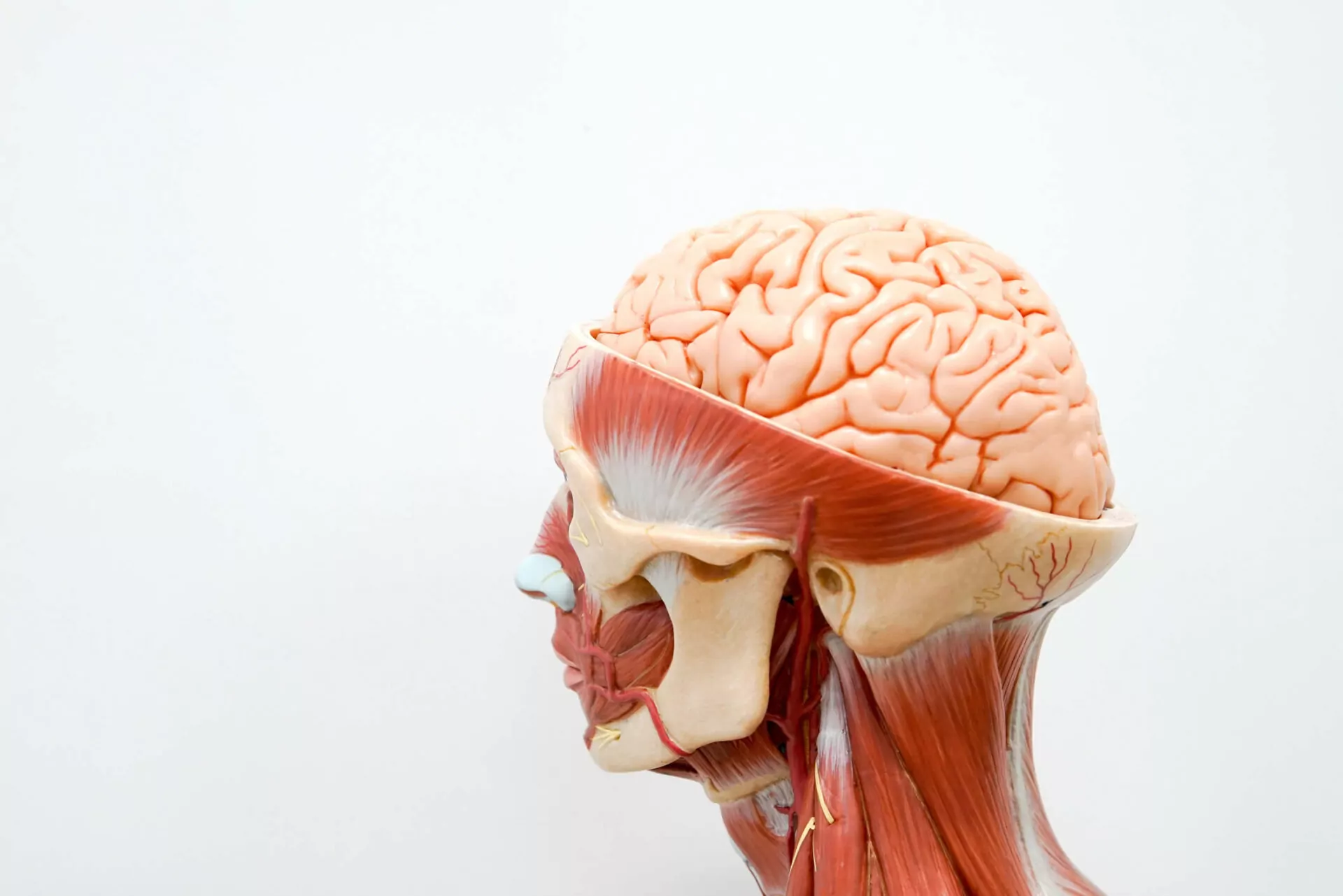 Neuropeptide Y