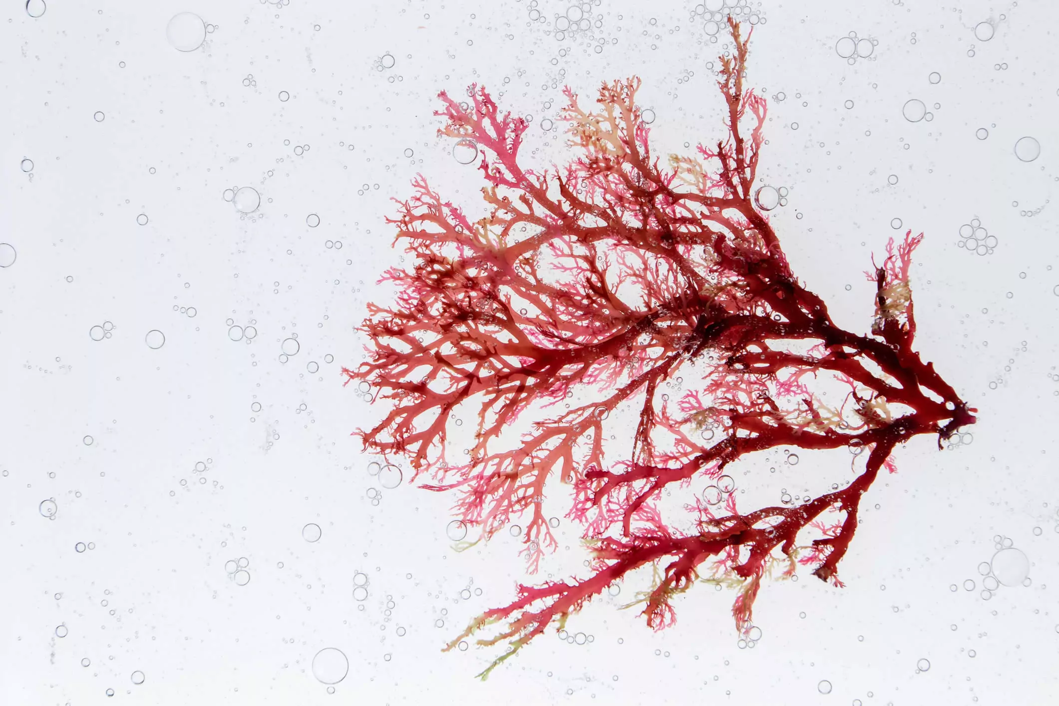 Muschio marino Alga Rossa