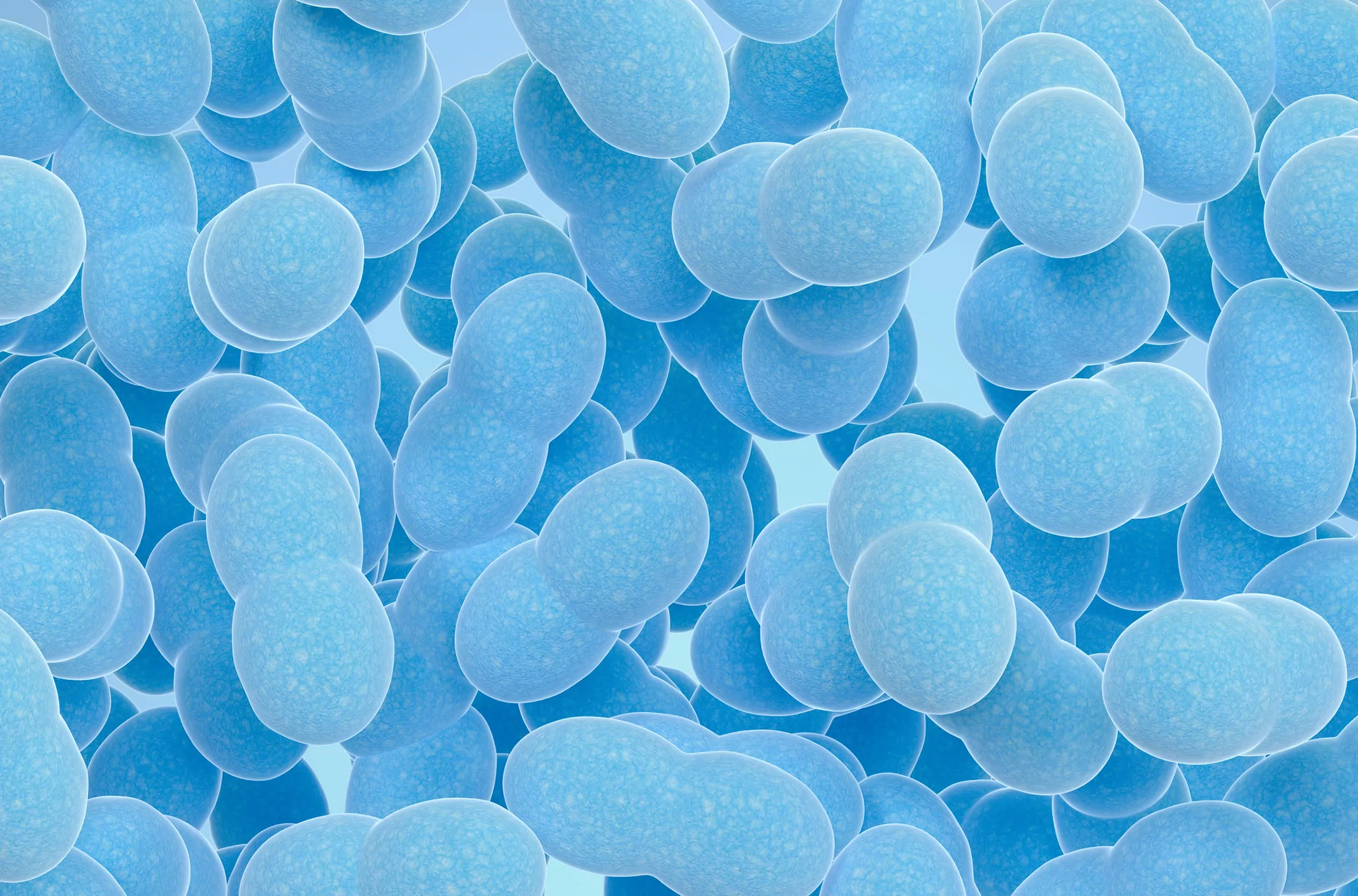 Saccharomyces Boulardii
